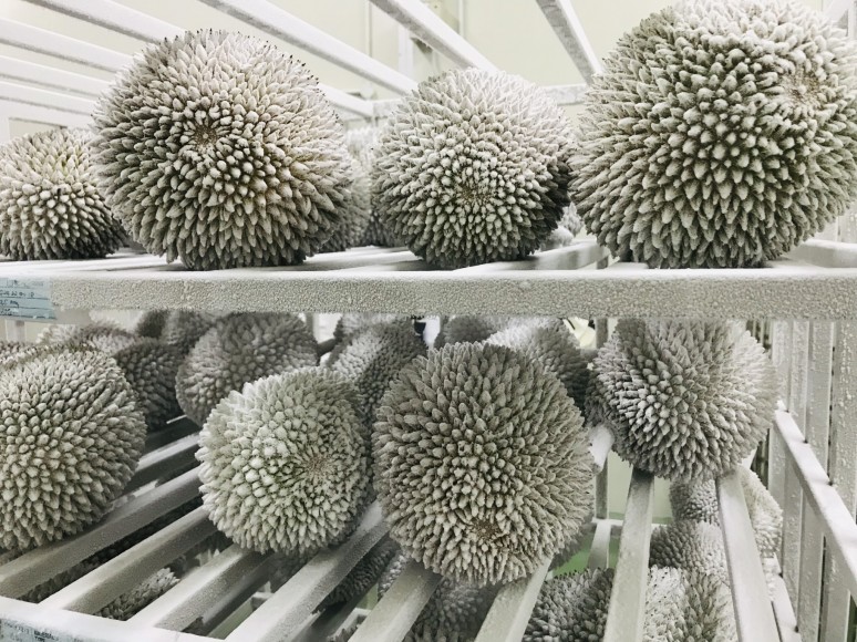 Although it is deep freeze durian